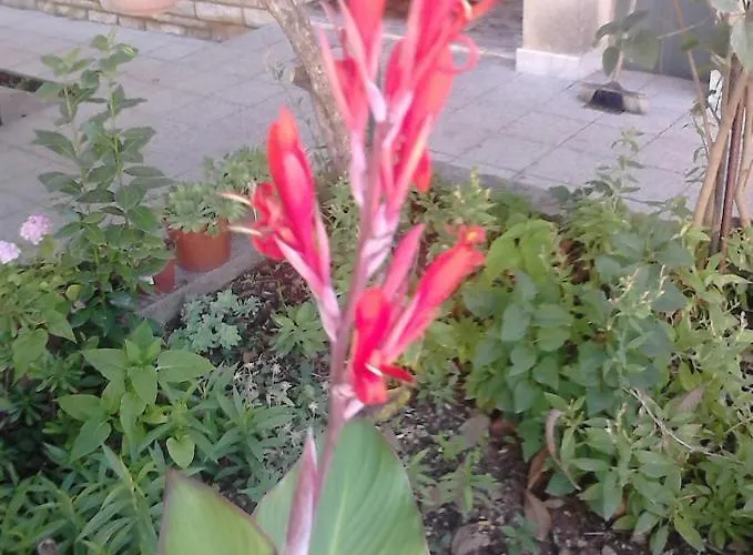 Apartments With Parking Space Zadar - Diklo, Zadar - 13327 *