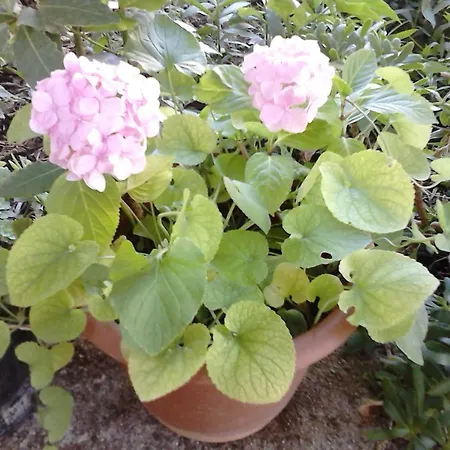 Apartments With Parking Space Zadar - Diklo - 13327 Zadar