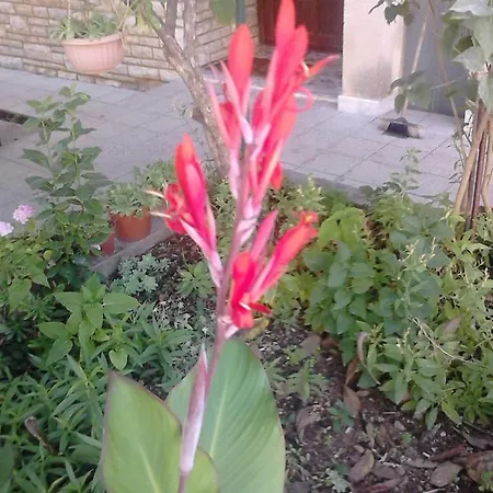 Apartments With Parking Space Zadar - Diklo - 13327 *